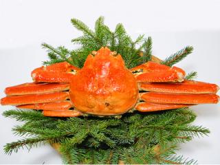 【限定】ボイルずわい蟹姿大サイズを通販でお取り寄せ