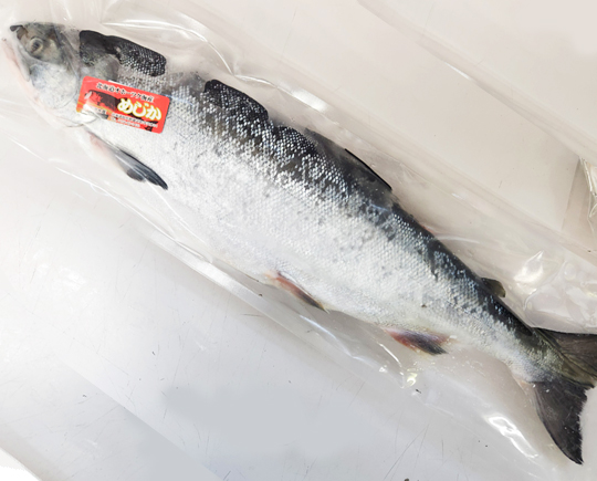 北海道産天然汐めじか鮭（オス）特大4.4キロ前後
