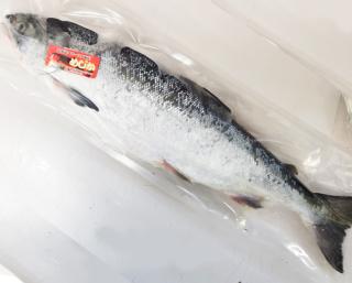 北海道産天然汐めじか鮭（オス）を通販でお取り寄せ