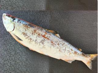北海道産生桜ます（冷凍・セミドレス）を通販でお取り寄せ