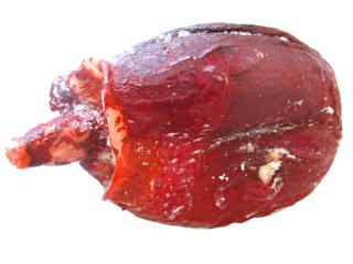 北海道産たこ頭約1キロ