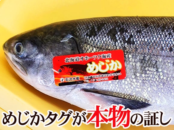 メジカ鮭
