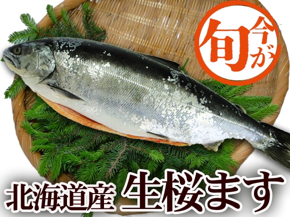 sakuramasu