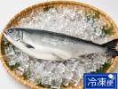 【新物】北海道産定置網汐ときしらず鮭