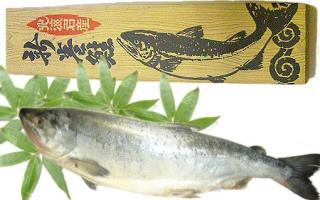 【特売】北海道産新巻鮭（オス）を通販でお取り寄せ