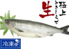【新物・天然】北海道産定置網生ときしらず鮭