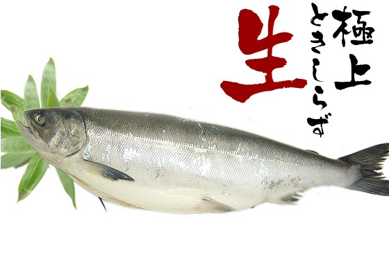 【新物】生冷凍ときしらず鮭（ラウンド）3.6キロ前後