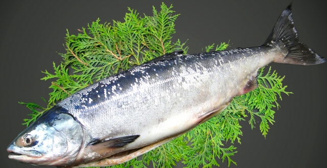 北海道産汐ときしらず鮭切り身の通販 お取り寄せ 北の魚屋さん
