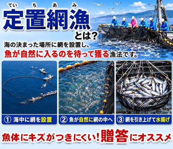 こだわり定置網漁（時鮭）